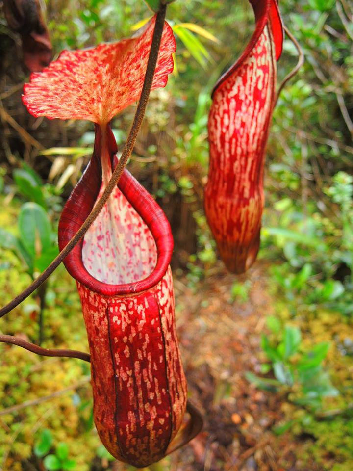 Pitcher plant