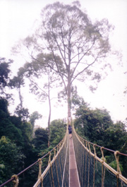 Kuala Koh canopy walk