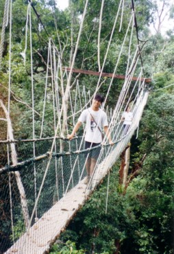 Canopy walk at Taman Negara National Park