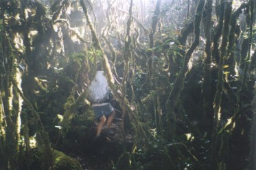 Titiwangsa mossy forest