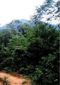 Gunung Yong Yap